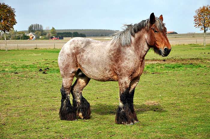 Бельгийский тяжеловоз (брабансон), фото фотография лошади