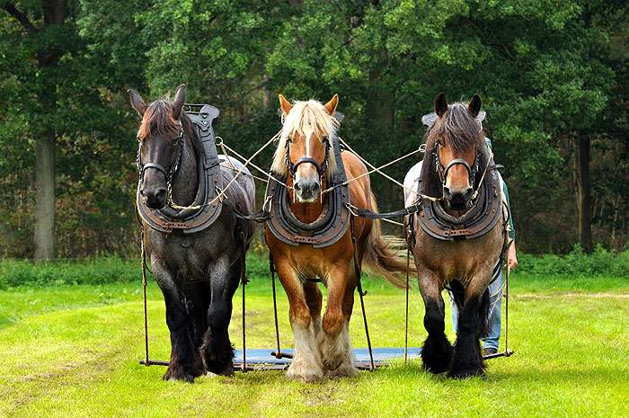 Бельгийский тяжеловоз (брабансон), фото фотография лошади