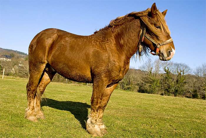 Бретонская лошадь, фото фотография