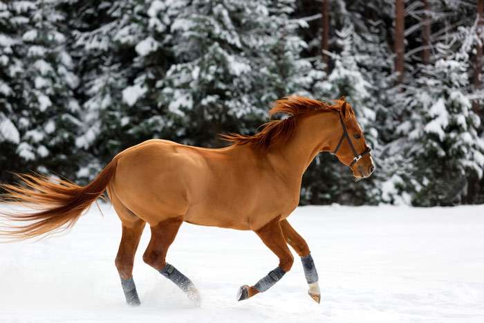 Буденновская лошадь, фото фотография