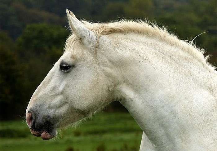 Булонская лошадь, фото фотография
