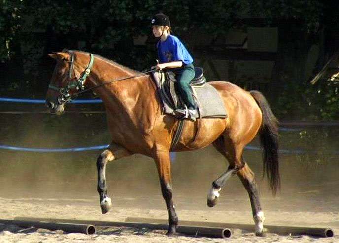 Великопольская лошадь, фото фотография