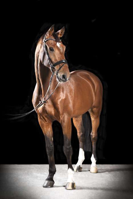 Венгерская полукровная лошадь, фото фотография