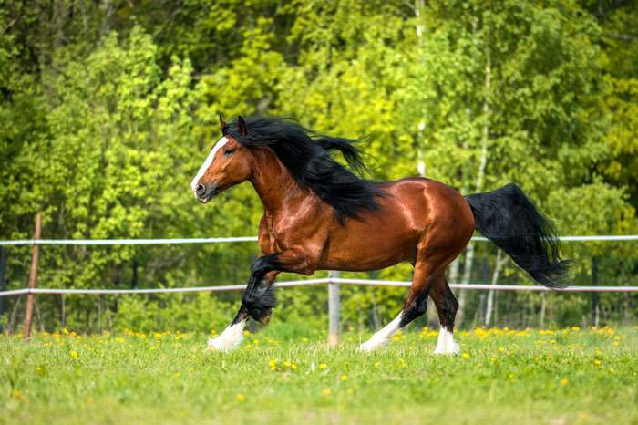 Владимирский тяжеловоз, фото фотография лошади