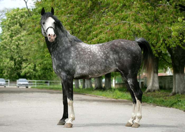 Восточно-болгарская лошадь, фото фотография