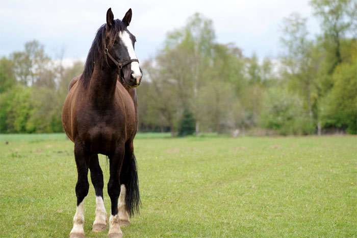 Старо-ольденбургская, остфрисен, восточно-фризская лошадь, фото фотография