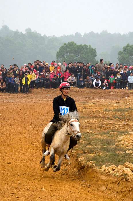 Вьетнамский хмонг, фото фотография лошади