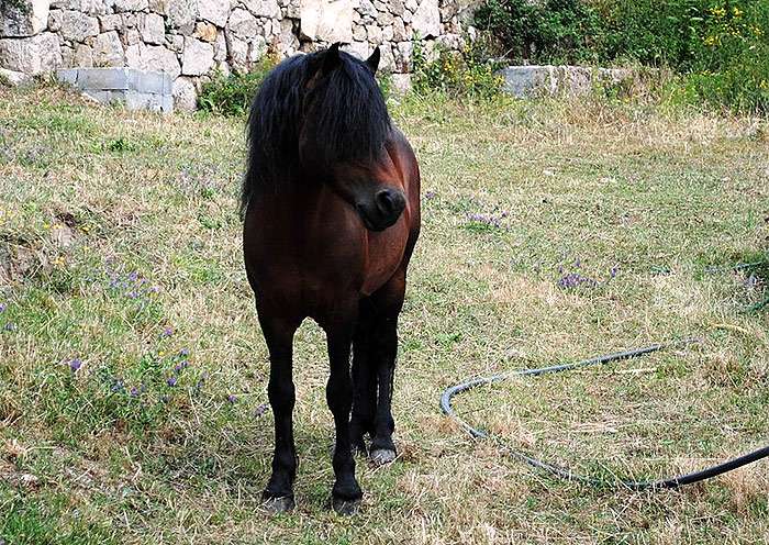 Галицено, фото фотография лошади
