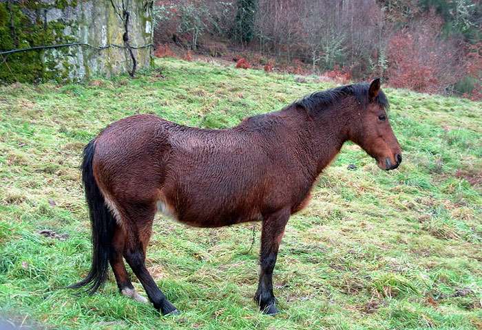 Галисийский пони, фото фотография лошади