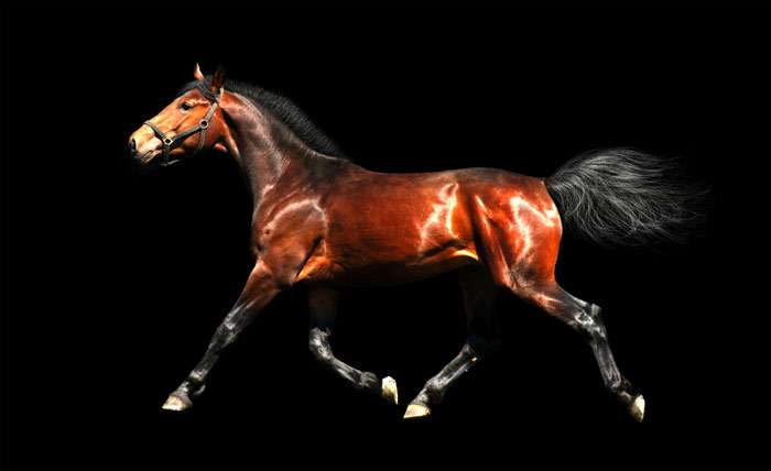 Ганноверская лошадь, фото фотография