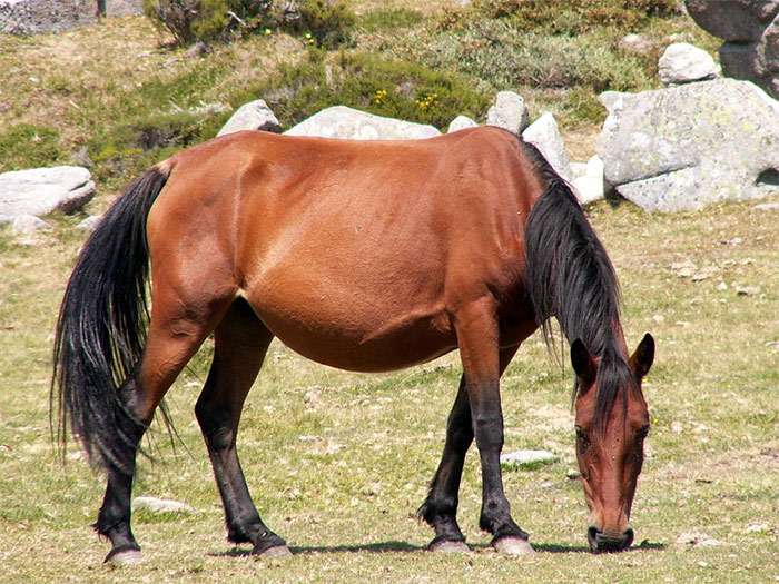 Гаррано пони, фото фотография лошади