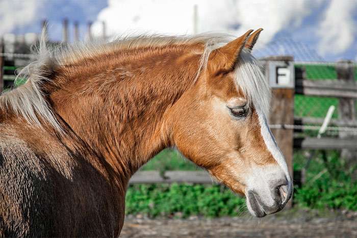 Хафлингер (гафлингерская лошадь), фото фотография