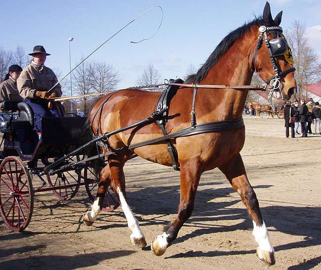 Гельдерлендская лошадь, гельдерленд, фото Фотография