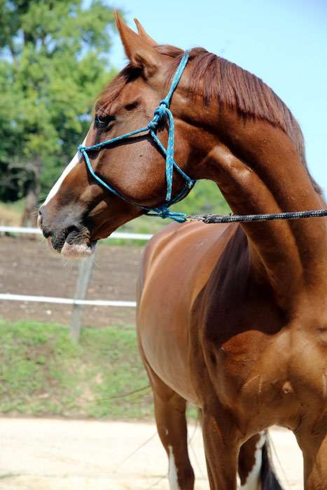 Гидран, венгерский англо-араб, фото фотография лошади