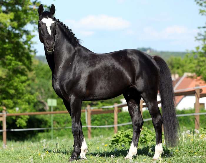 Голландская полукровная лошадь, Голландская теплокровная лошадь, фото фотография