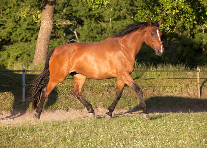 Голштинская лошадь, фото фотография