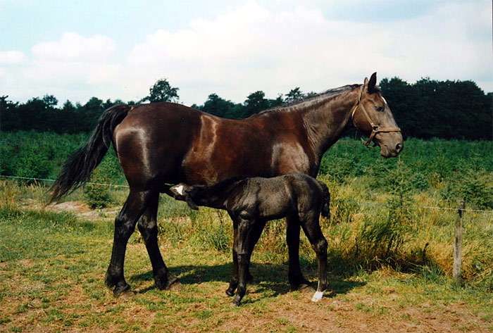 Гронинген, гронингенская порода лошадей, фото фотография