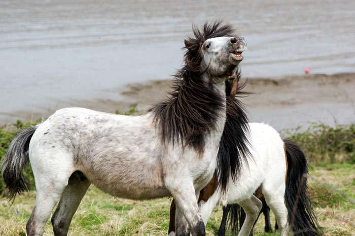 Дартмурский пони, фото фотография лошади