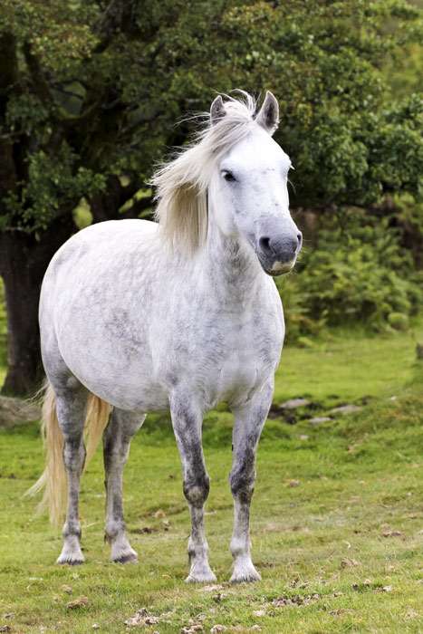 Дартмурский пони, фото фотография лошади