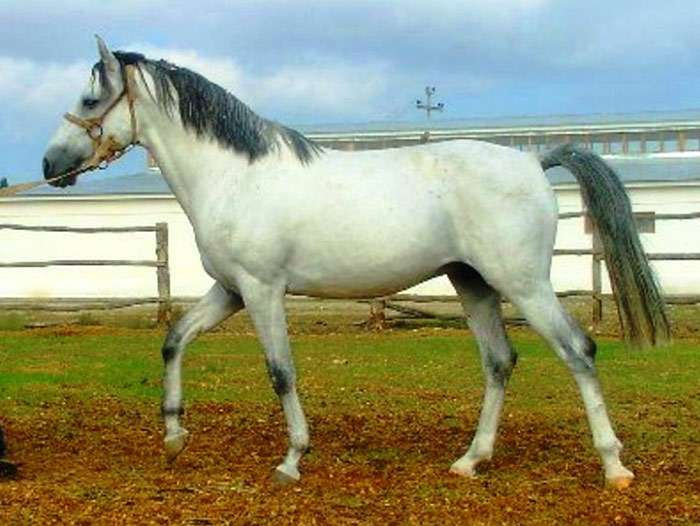 Делибозская лошадь, делибоз, дильбоз, фото фотография