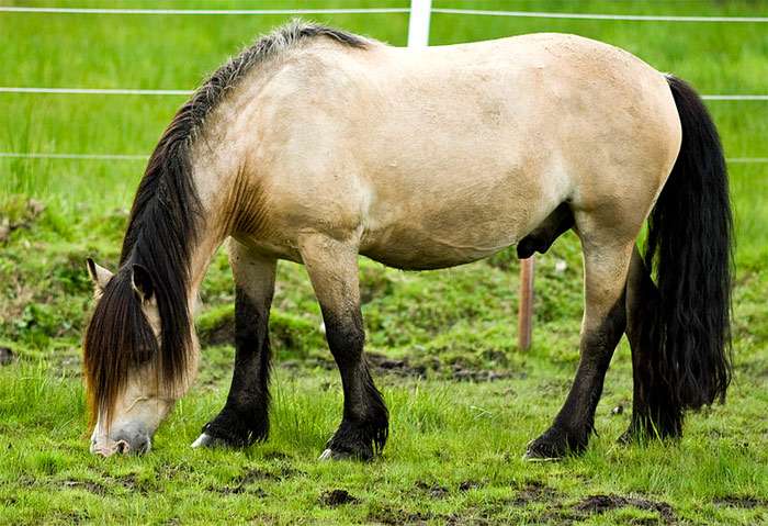 Гудбрансдальская лошадь, гудбрансдал, фото фотография