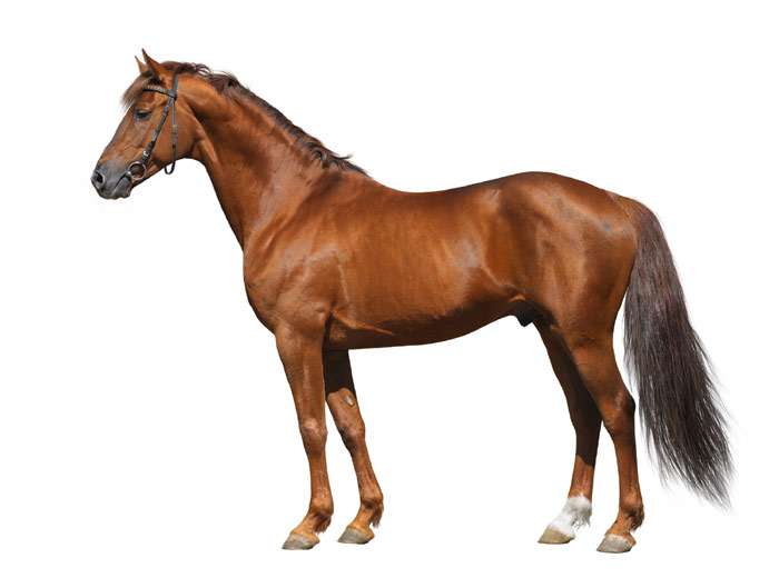 Донская лошадь, фото фотография