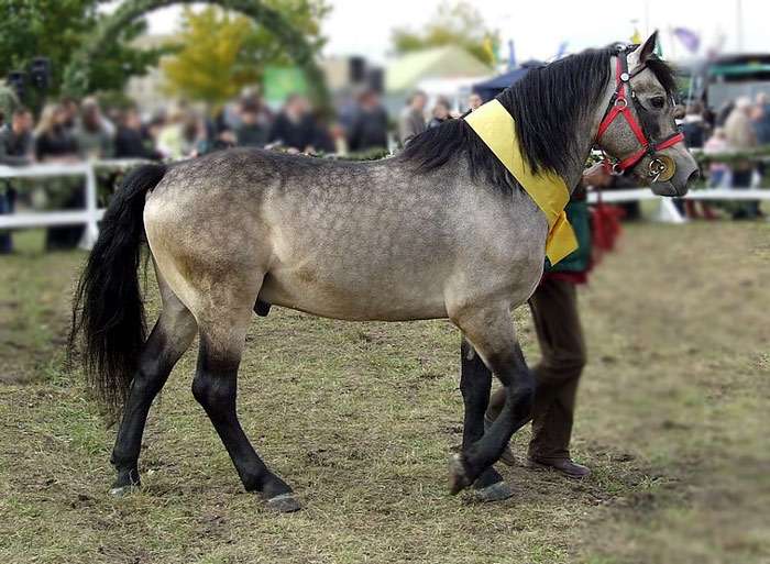 Жемайтская лошадь, жемайтукас, фото фотография