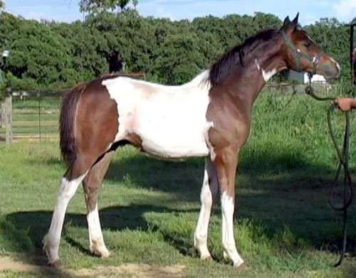 Индийская полукровная лошадь, фото фотография