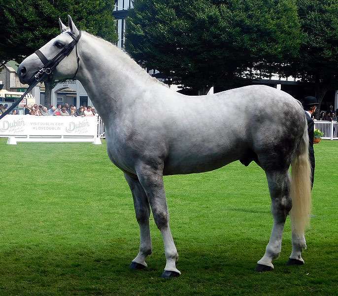 Ирландская упряжная лошадь, фото фотография