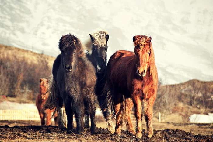 Исландская лошадь, фото фотография