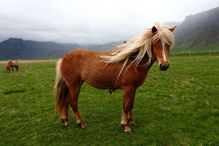 Исландская лошадь, фото фотография