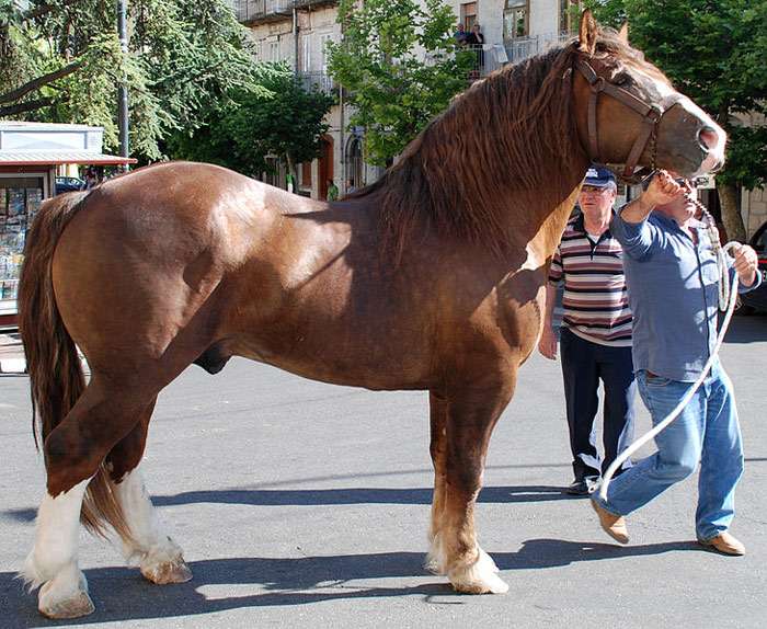 Итальянский тяжеловоз, фото фотография лошади