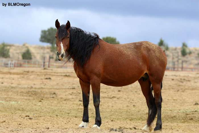 Кигер мустанг, фото фотография лошади
