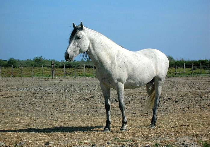 Камаргу, или камаргская лошадь, фото фотография