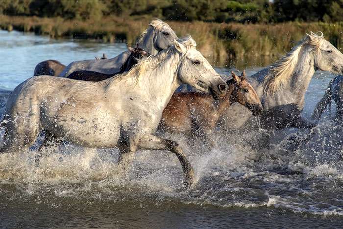 Камаргу, или камаргская лошадь, фото фотография