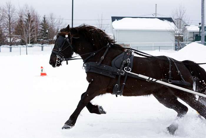 Канадская лошадь, фото фотография
