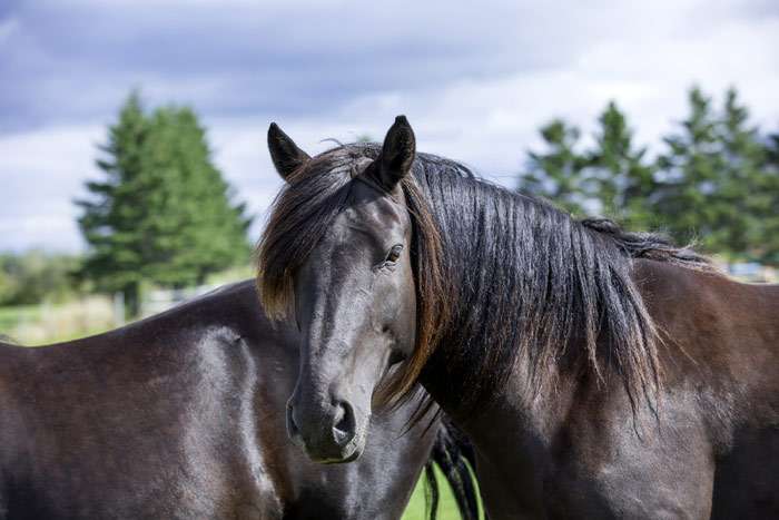 Канадская лошадь, фото фотография