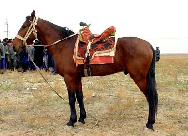 Карабаирская лошадь (карабаир), фото фотография