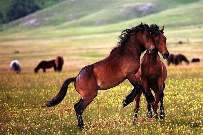Карабахская лошадь (фото), верховая порода лошадей, история прилитиеарабской крови, численность экстерьер рост окрас масть высота характерприменение, породы лошадей кони