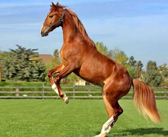 Карабахская лошадь, фото фотография