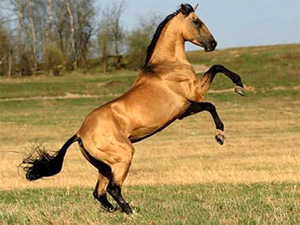 Карабахская лошадь, фото фотография