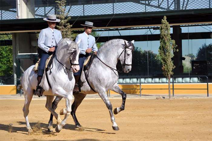 Картезианская лошадь, фото фотография