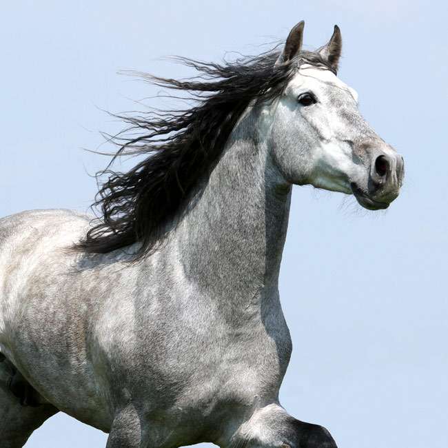 Картезианская лошадь, фото фотография