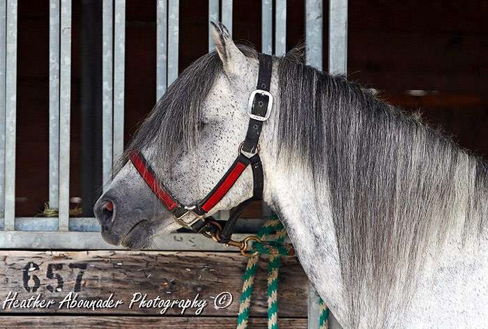 Каспийская лошадь, фото фотография