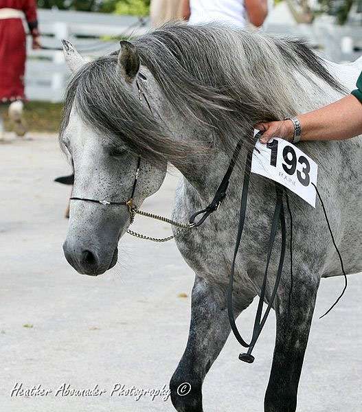 Каспийская лошадь, фото фотография