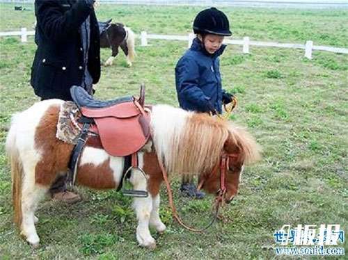 Китайская гуоксия, фото фотография пони