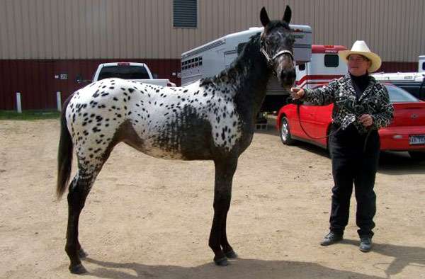 Колорадо рейнджер, фото фотография лошади