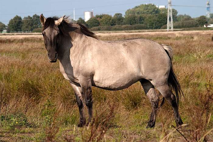 Коник польский, фото фотография лошади