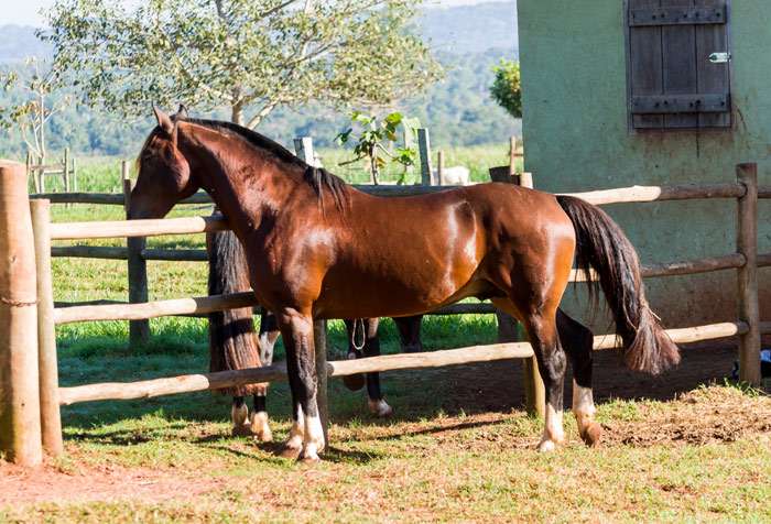 Криолло, фото фотография лошади