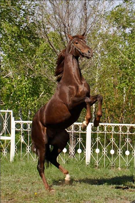 Кустанайская лошадь, костанайская лошадь, фото фотография